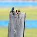 Swallow on a post by rminer