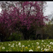 Spring - Allergies by hjbenson