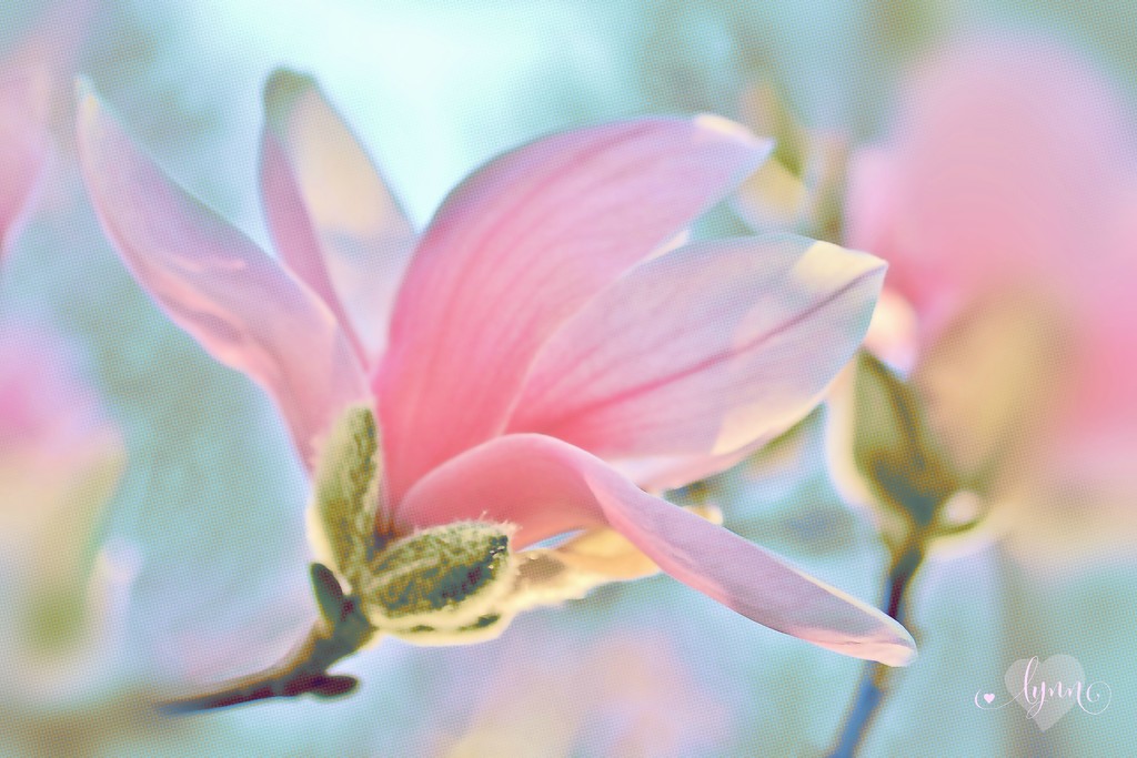 Magnolia Magic by lynnz