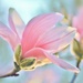 Magnolia Magic by lynnz