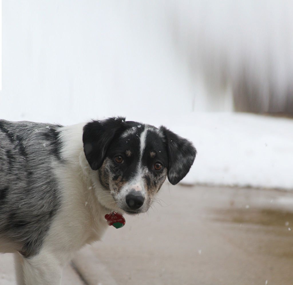 0419 pup in a snow storm by pennyrae