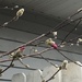 0424_2117 magnolia  by pennyrae