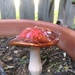 Up close Mushroom! by mozette