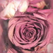 PINK dried roses by homeschoolmom