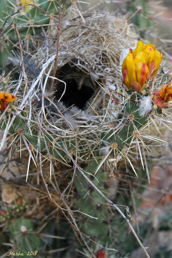 Bird's Nest Among the Needles by harbie