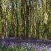 bluebells and beech trees by quietpurplehaze