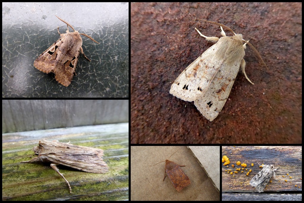 Garden moths 3 by steveandkerry