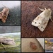 Garden moths 3 by steveandkerry