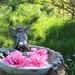 In The Fairy Garden, by wendyfrost