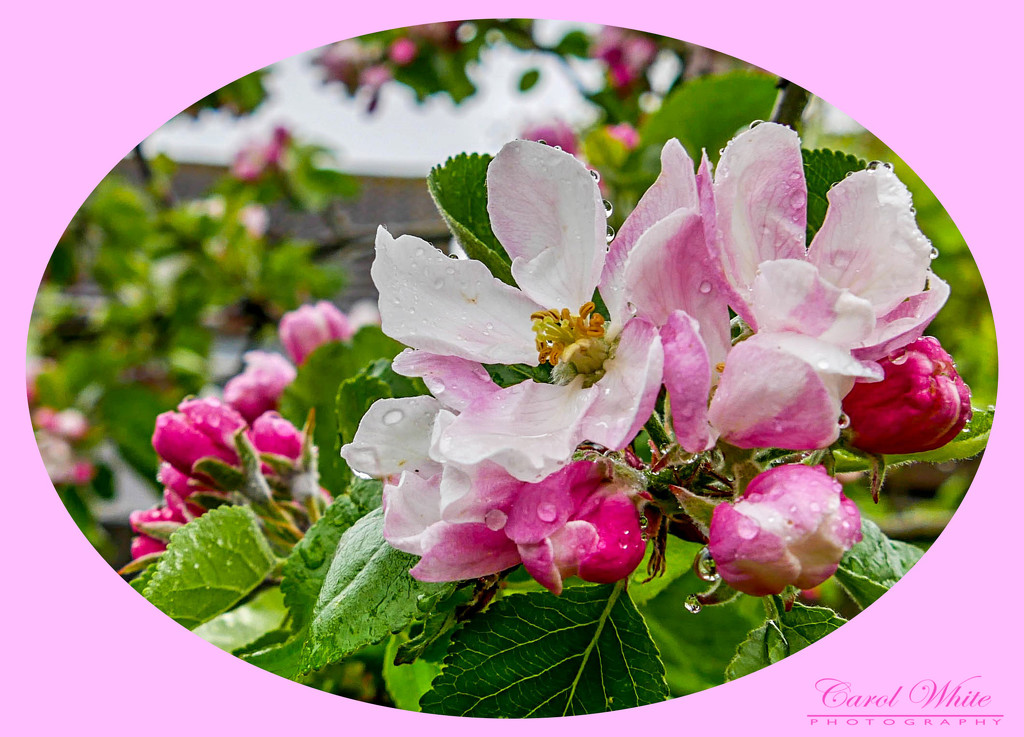 Apple Blossom In The Rain by carolmw