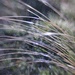 Sea Grass and Dew by motherjane