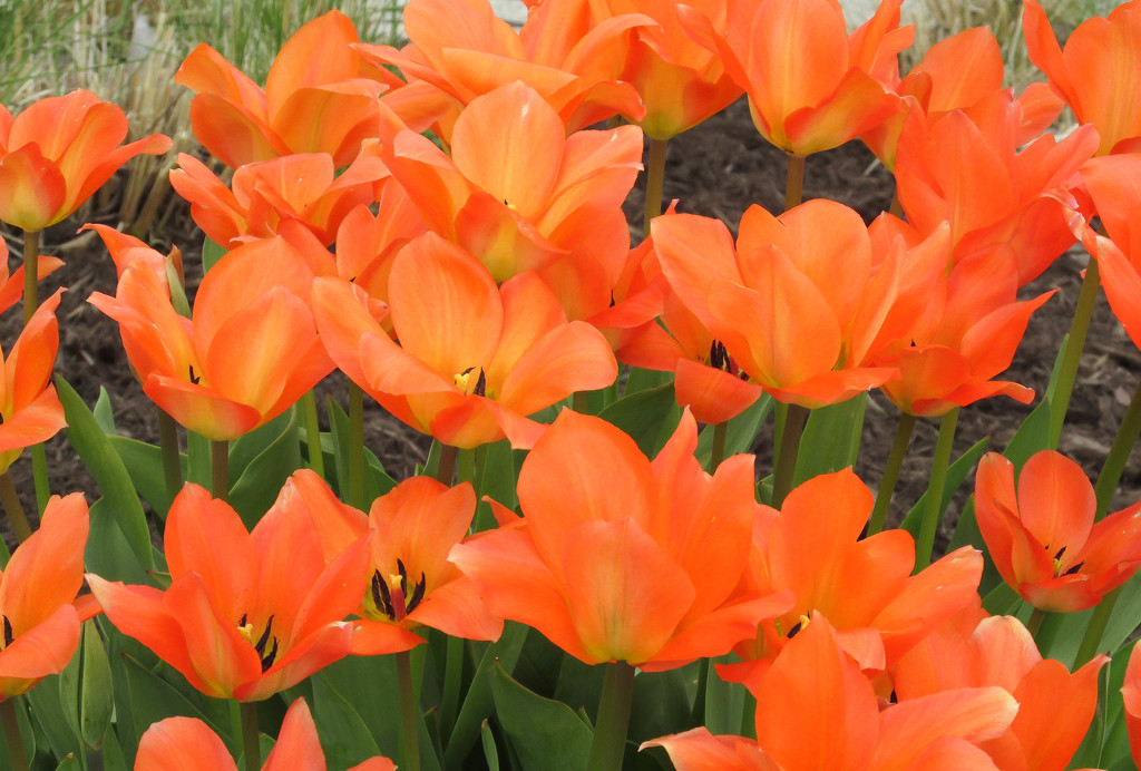 Pretty orange tulips by mittens