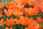 28th Apr 2018 - Pretty orange tulips