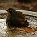  Bathtime Cape Robin Chat by judithdeacon