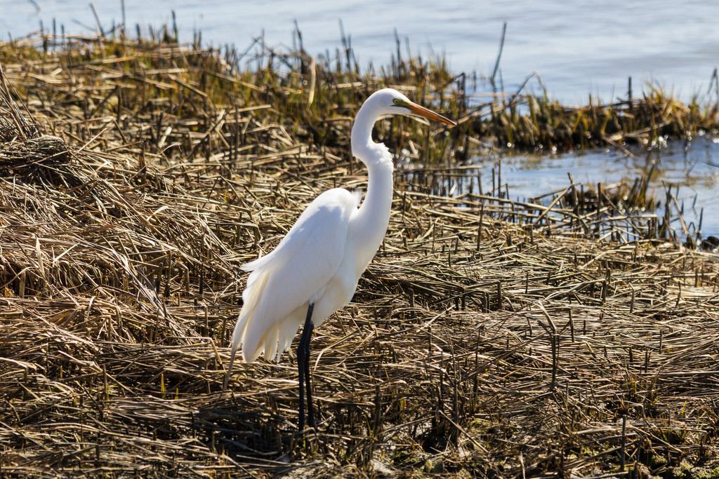 Egret by swchappell