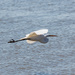 Egret In Flight by swchappell