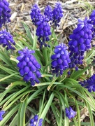 25th Apr 2018 - Grape Hyacinth