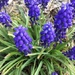 Grape Hyacinth by mcsiegle