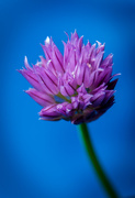 28th Apr 2018 - Chive Flower
