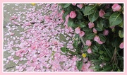 28th Apr 2018 - Camellia and confetti of pink petals.