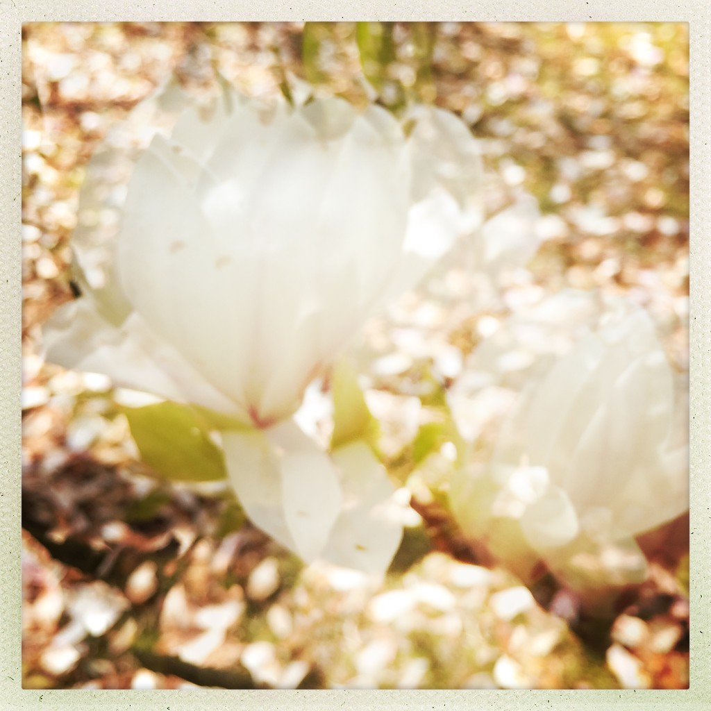 Magnolia - faded beauty by jocasta