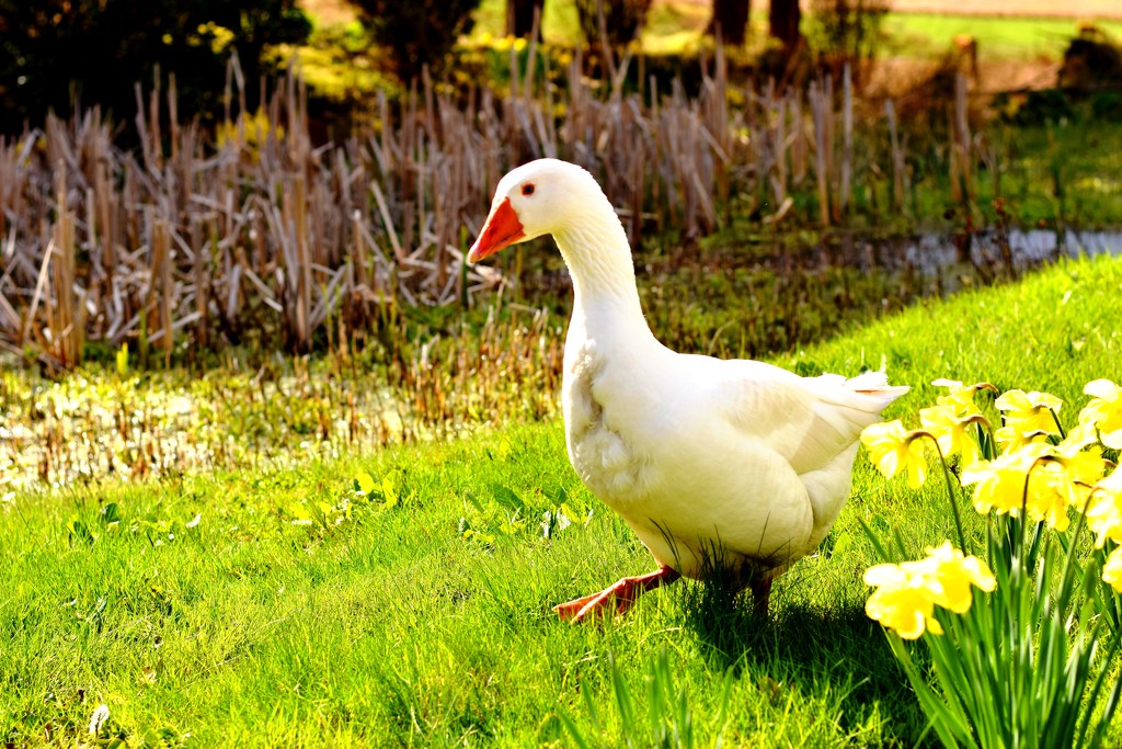 spring goose by christophercox
