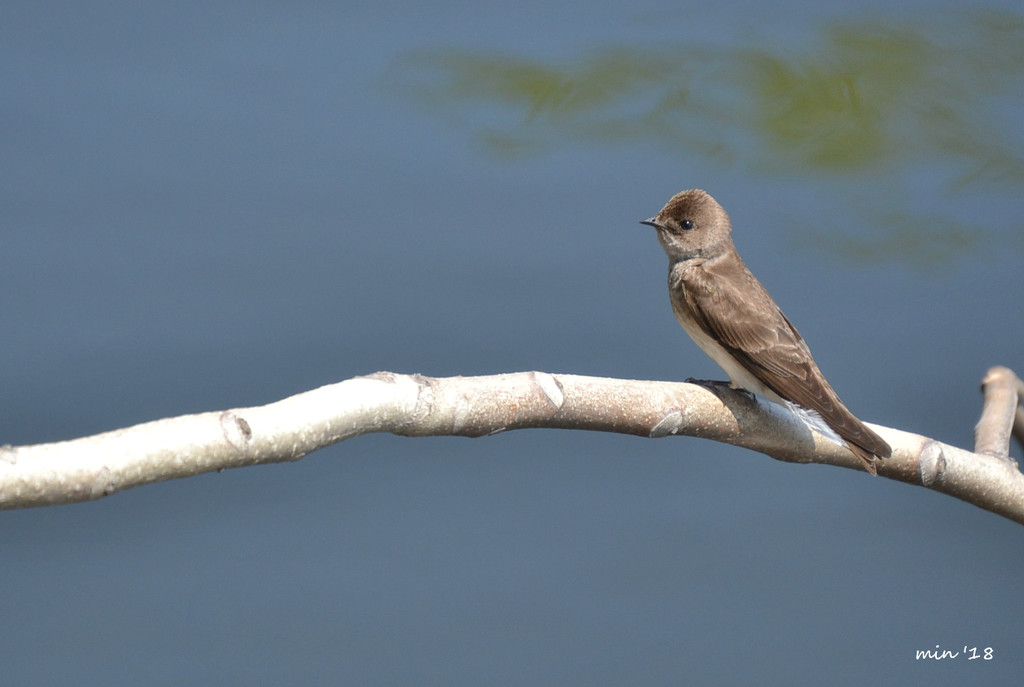 Brown Swallow  by mhei