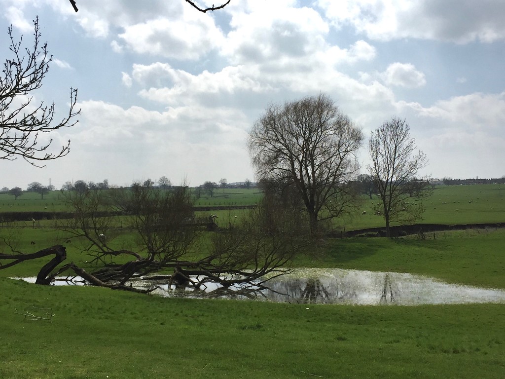 Flooded fields at Study by daffodill
