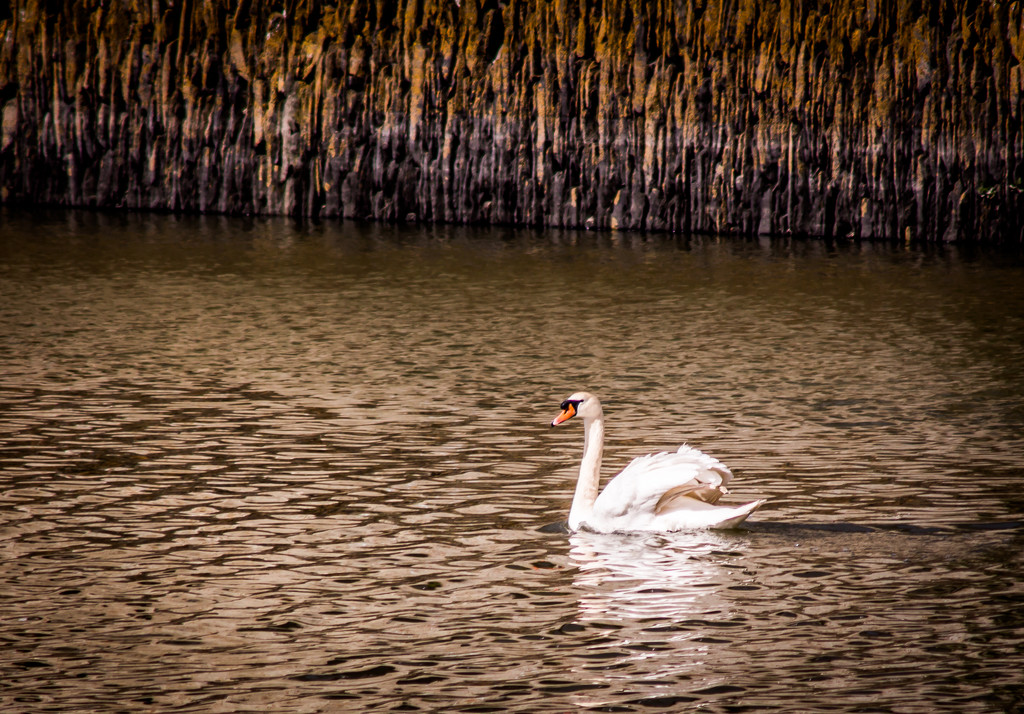A swan...... by swillinbillyflynn