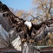 Bald Eagle coming in for a landing  by radiogirl