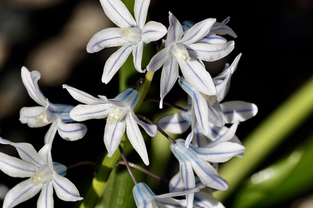 Siberian squill by amyk