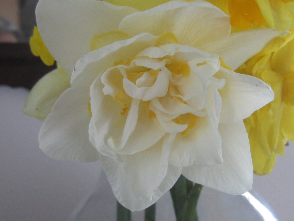 Pretty Daffodil by bjywamer