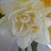 Pretty Daffodil by bjywamer