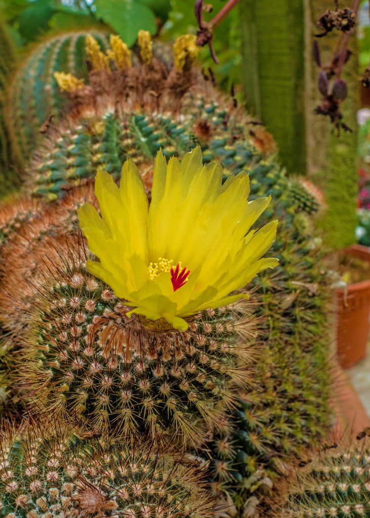 Flowering cactus by ianjb21