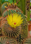 25th Apr 2018 - Flowering cactus