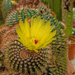 Flowering cactus by ianjb21