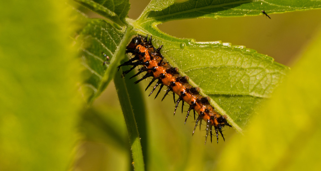 Caterpillar Having Lunch! by rickster549