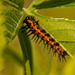 Caterpillar Having Lunch! by rickster549