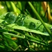 Day 224:  Perfect Droplets In The Grass by sheilalorson