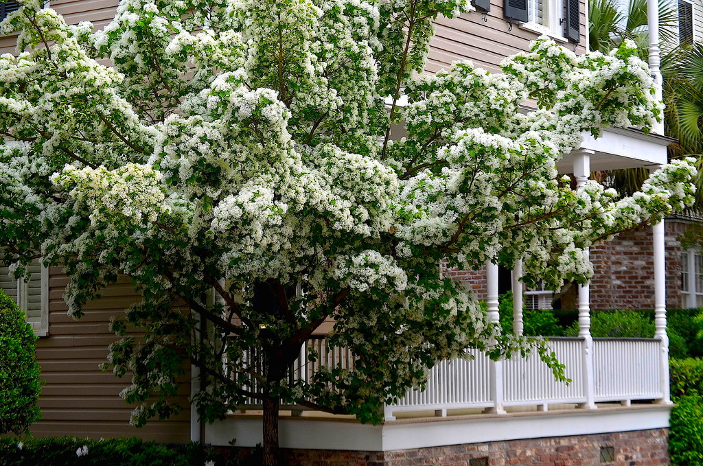 Spring blooms, historic district, Charleston, SC by congaree
