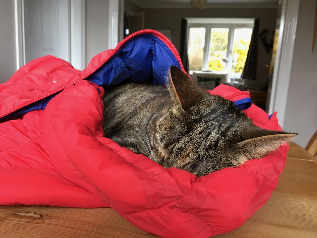 Molly in her 'sleeping bag' by 365projectmaxine