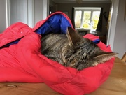 28th Apr 2018 - Molly in her 'sleeping bag'