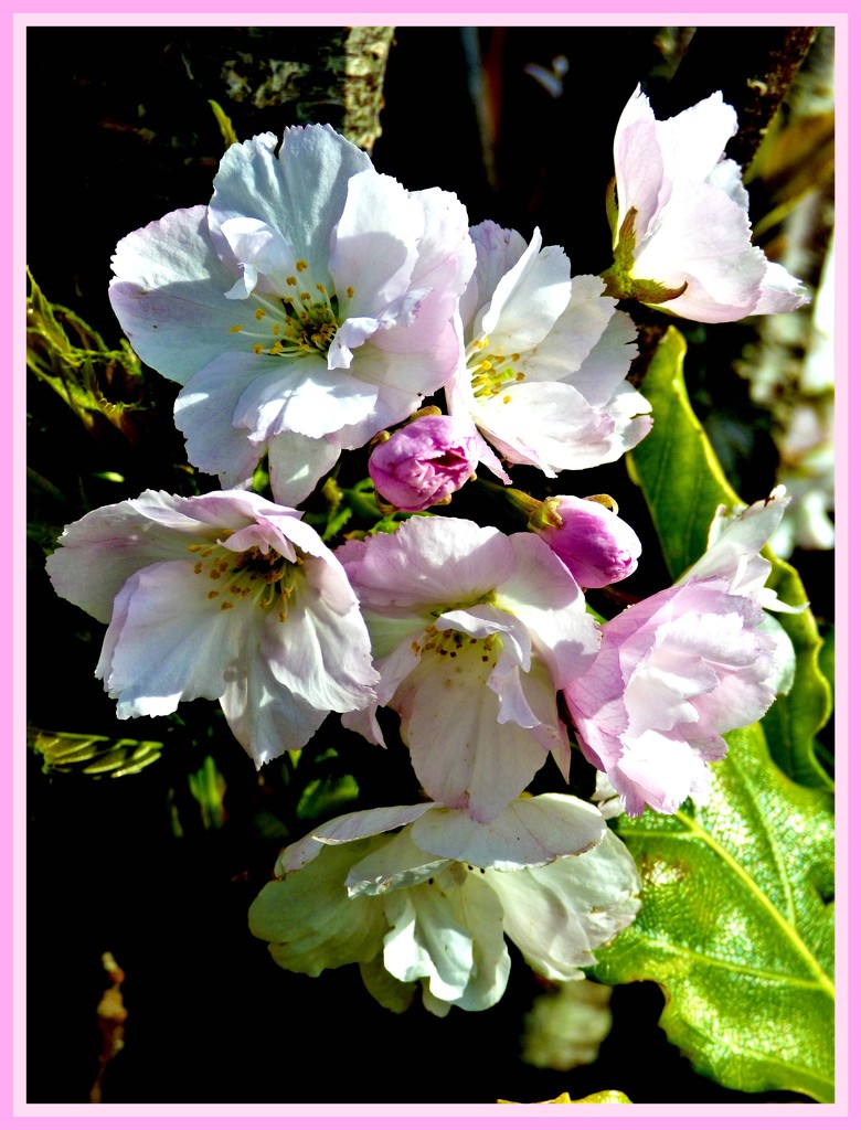 Flowering cherry  by beryl