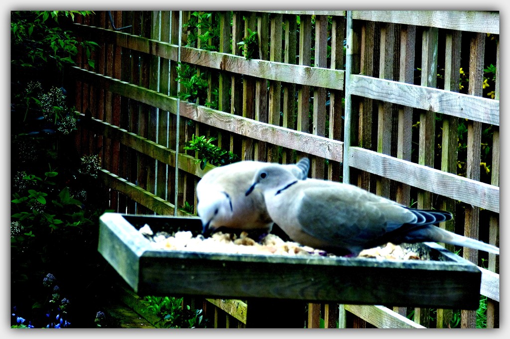 Two collared doves  by beryl