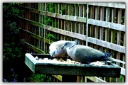 29th Apr 2018 - Two collared doves 