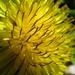 April 28: Dandy Dandelion by daisymiller