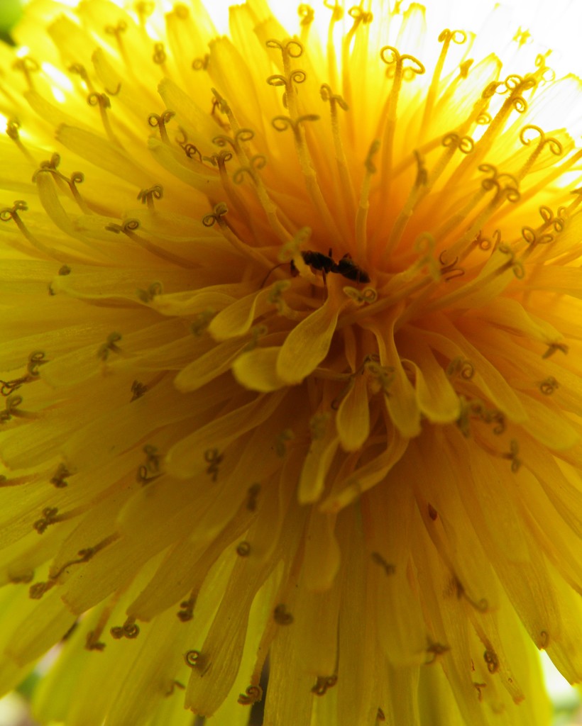 April 29: Dandy Dandelion 2 by daisymiller