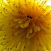April 29: Dandy Dandelion 2 by daisymiller