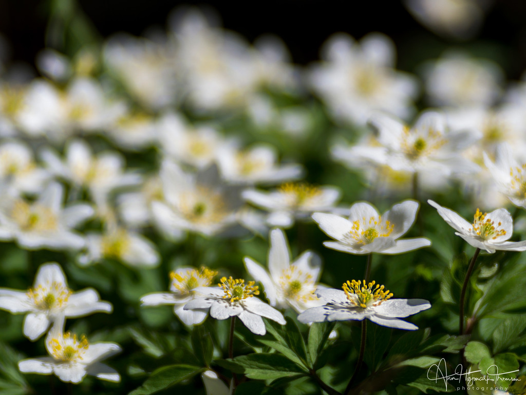 The anemones in our garden by atchoo