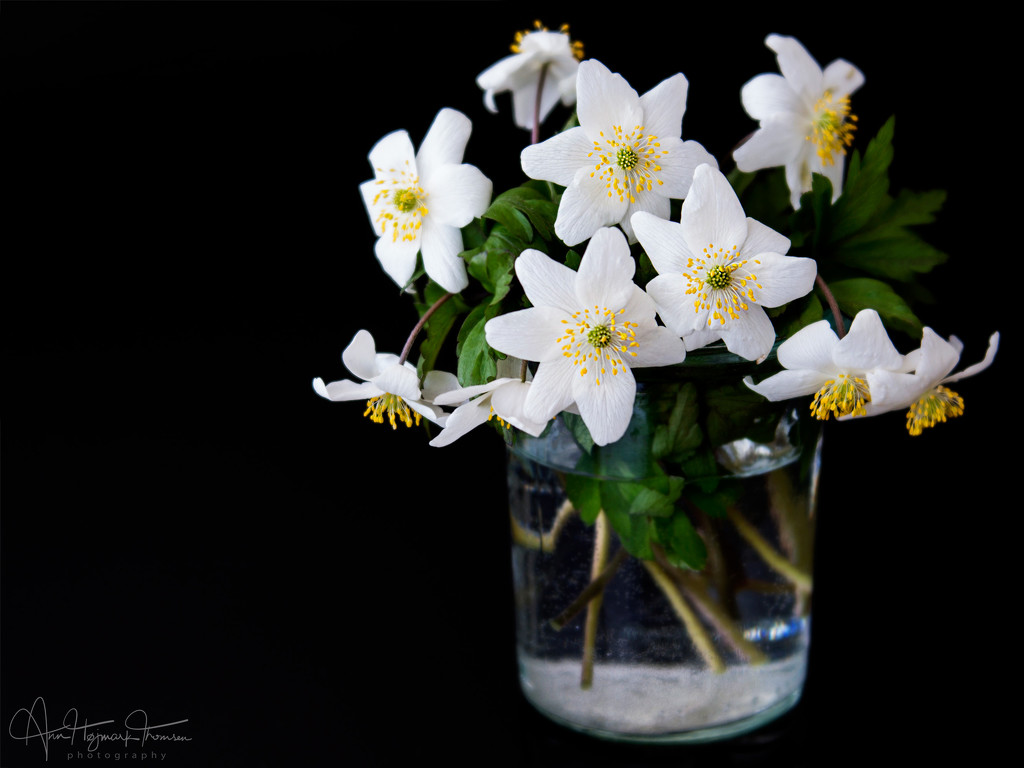 Anemones once again by atchoo